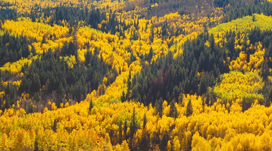 Aspens in Autumn near Rico, Colorado