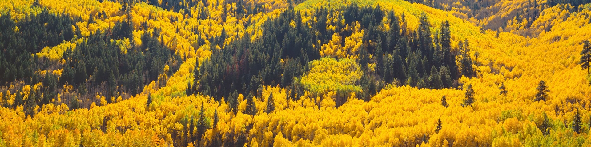 Aspens in Autumn near Rico, Colorado