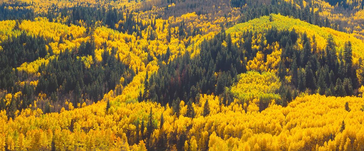 A forested mountain range with dense yellow foliage.