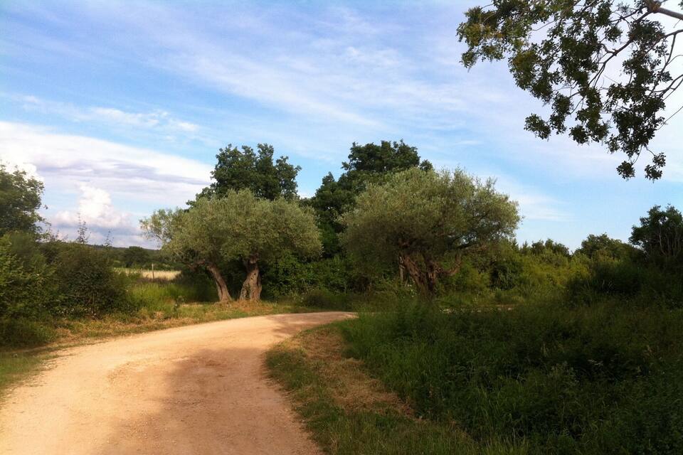 A dirt road winding through a rural landscape with olive trees and dense greenery.
