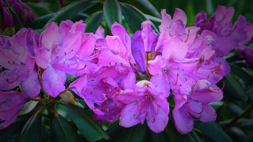 Rhododendrons in the Possum Creek Gorge.