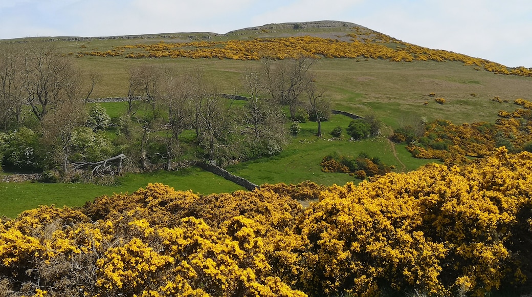 Hill looking over Bampton area in Cumbria, looking golden as covered with flowering gorse.