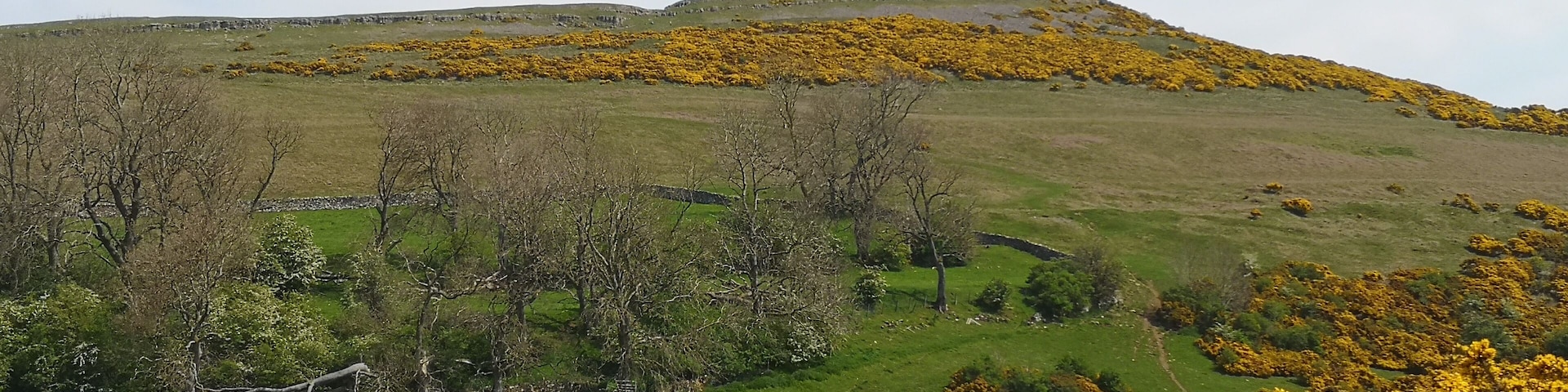 Hill looking over Bampton area in Cumbria, looking golden as covered with flowering gorse.