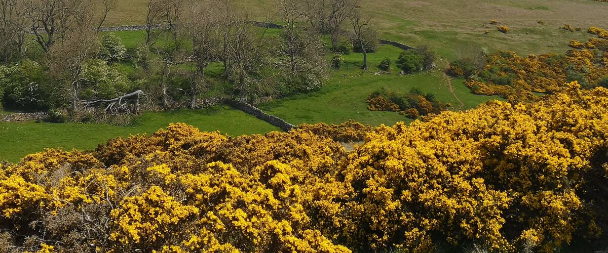 A hilly landscape with yellow flowering bushes and a stone wall.