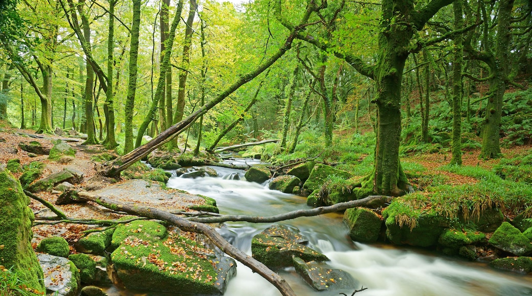 A long exposure of The River Fowey flowing though Draynes Wood in Autumn at Golitha Falls National Nature Reserve, Bodmin Moor, Cornwall, England, UK; Shutterstock ID 501974200