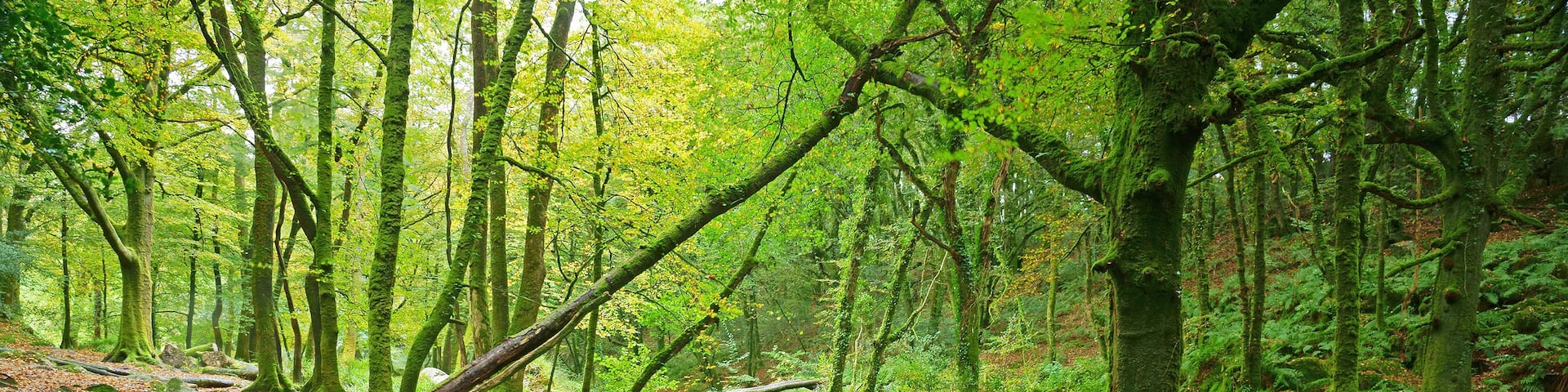 A long exposure of The River Fowey flowing though Draynes Wood in Autumn at Golitha Falls National Nature Reserve, Bodmin Moor, Cornwall, England, UK; Shutterstock ID 501974200