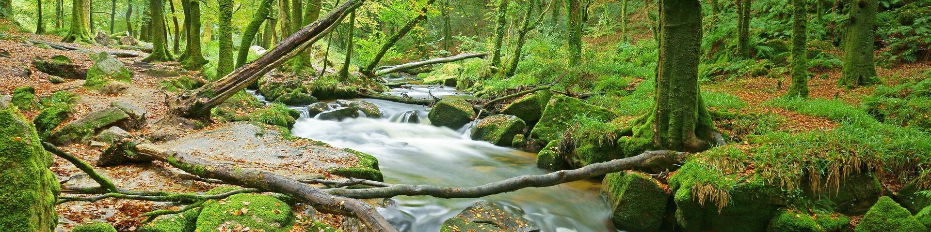 A forest stream with moss-covered rocks and fallen branches.