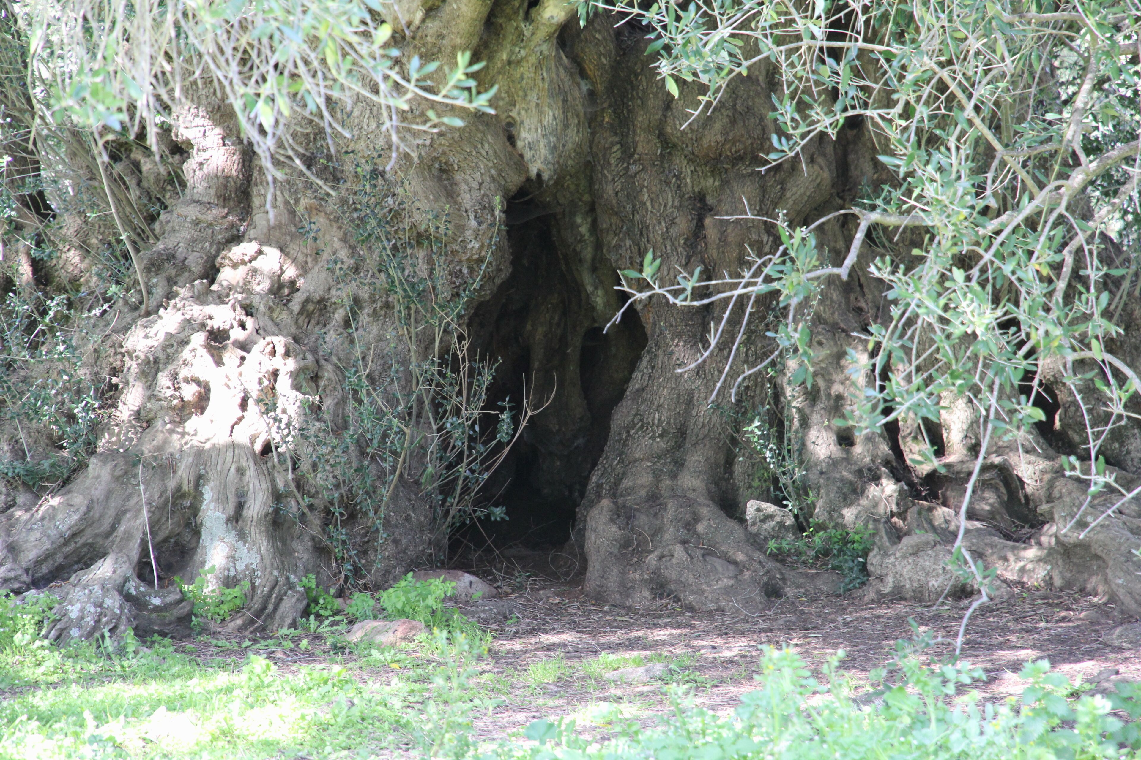 Luras - Olivastri millenari