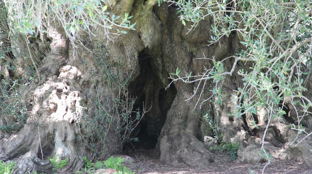 Luras - Olivastri millenari