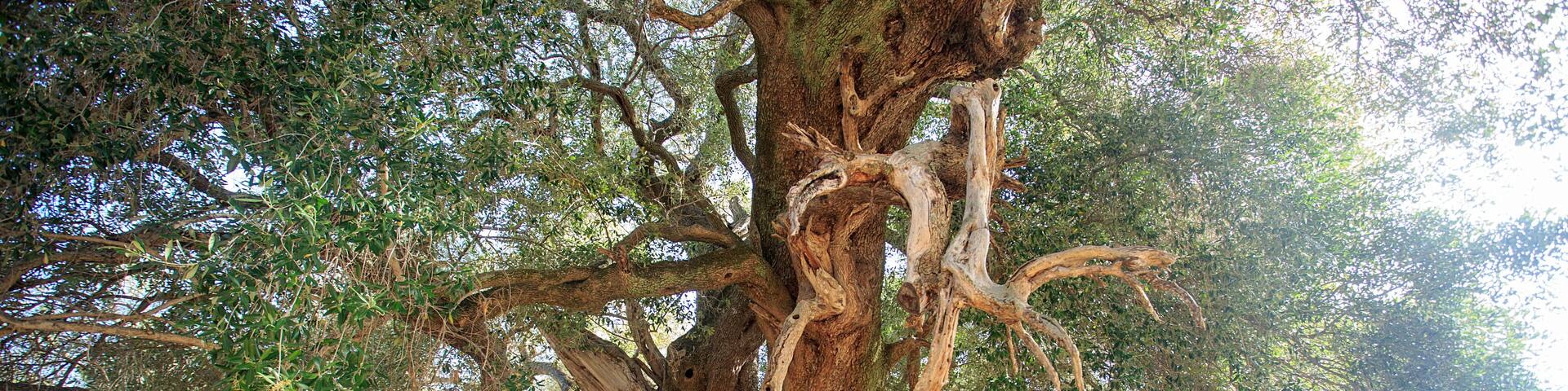 Antico ulivo millenario di Luras in Sardegna dell'età di 4000 anni