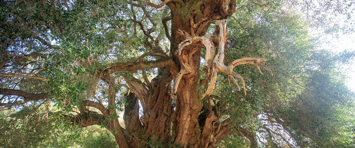 A large, ancient tree with twisted branches and dense foliage.