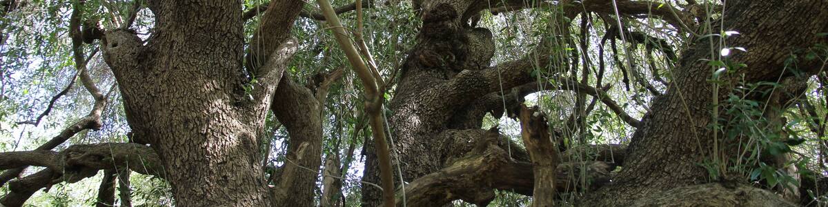 Luras - Olivastri millenari