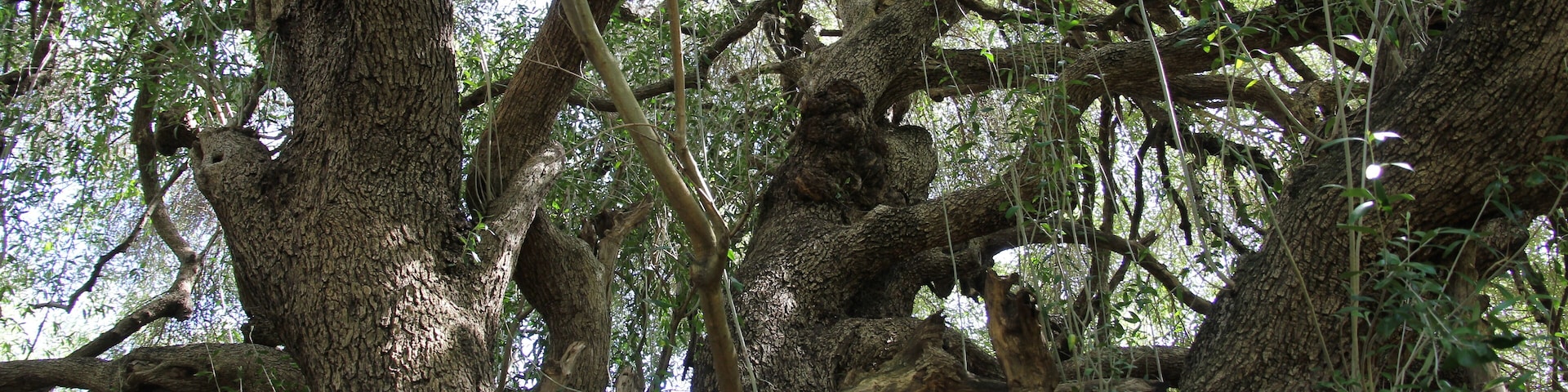 Luras - Olivastri millenari