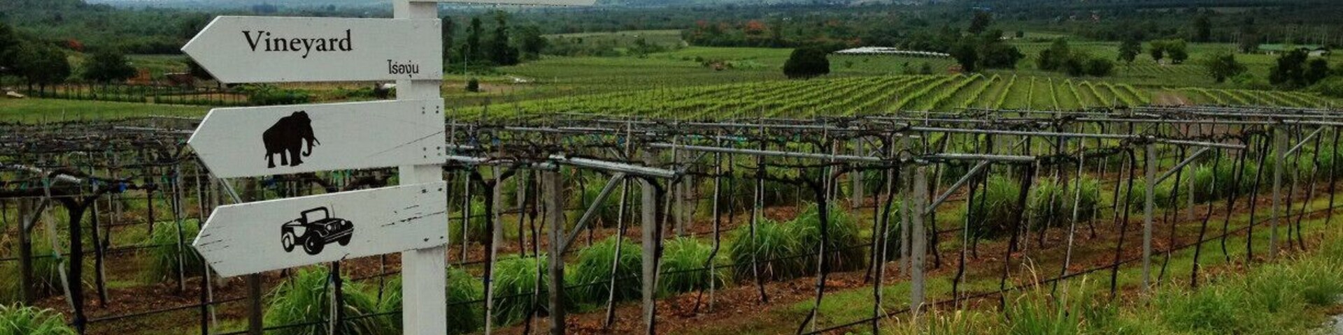 #TroveOn This lovely vineyard is half an hour away from the quiet beach town of Hua Hin, which is about a 2 hour-drive from Bangkok. You can tour the vineyard and take in the great scenery. Food is delicious so you should also enjoy a meal at the restaurant, The Sala, which houses a wine cellar and retail center too.
http://www.spillingthebeans-ng.com/hua-hin-hills-vineyard
#huahin #thailand #weekendgetaway