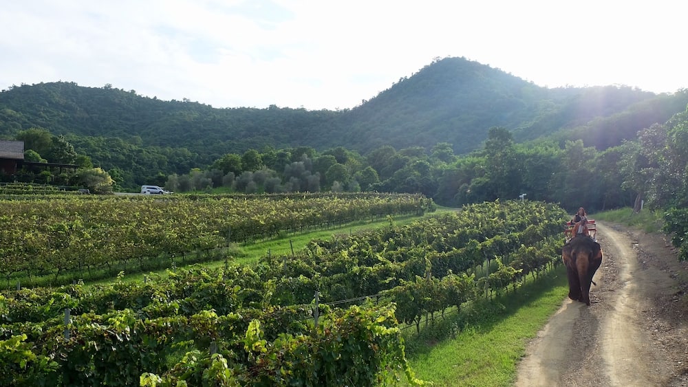 Elephant ride around Hua Hin Hills vineyard in Hua Hin, Thailand đđ #HuaHin #Thailand #vineyard #elephantride