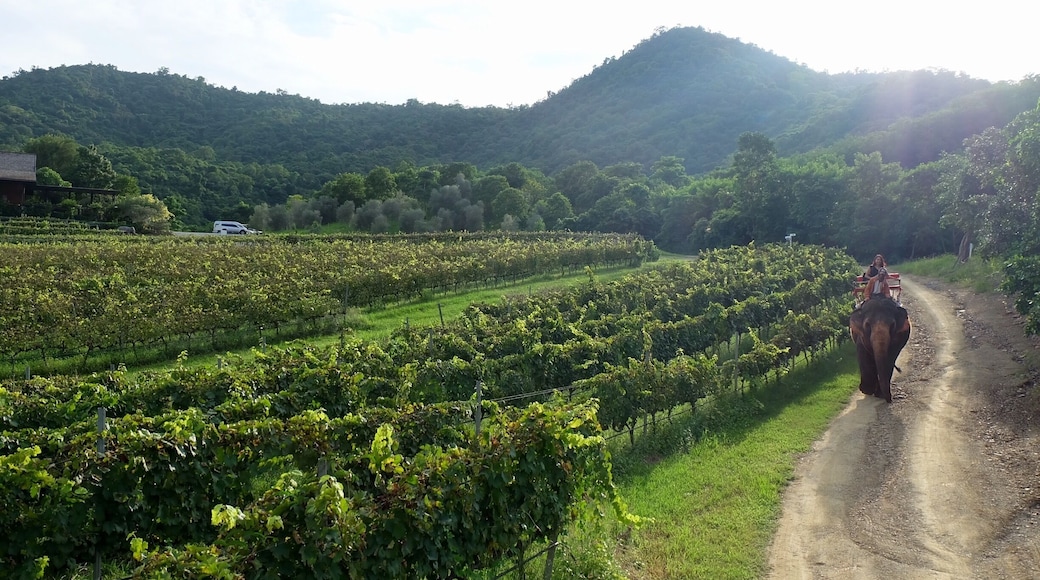 Elephant ride around Hua Hin Hills vineyard in Hua Hin, Thailand ๐๐ #HuaHin #Thailand #vineyard #elephantride