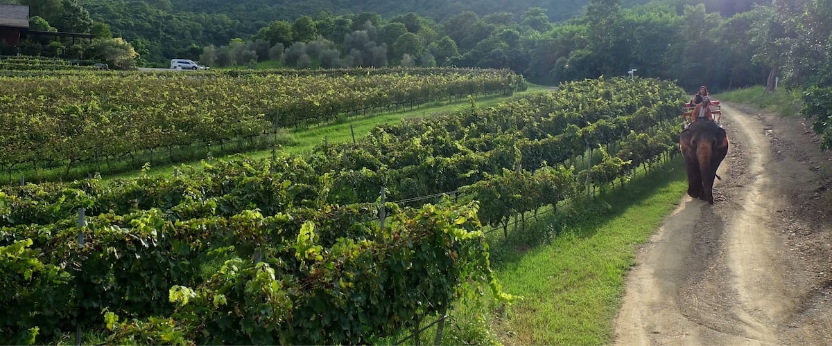 A vineyard with rows of grapevines and a dirt road.