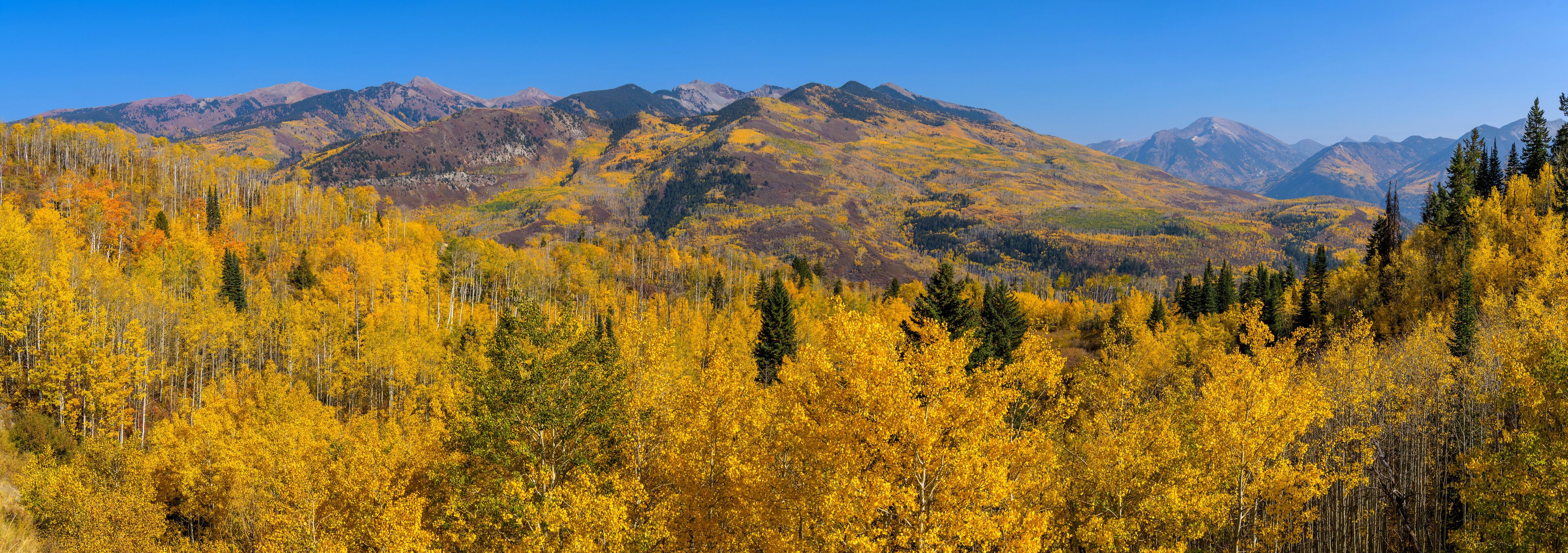 Autumn at McClure Pass - A panoramic Autumn view of rolling peaks of Elk Mountains surrounded by dense golden aspen forest, as seen from McClure Pass on State Highway 133, near Marble, Colorado, USA.