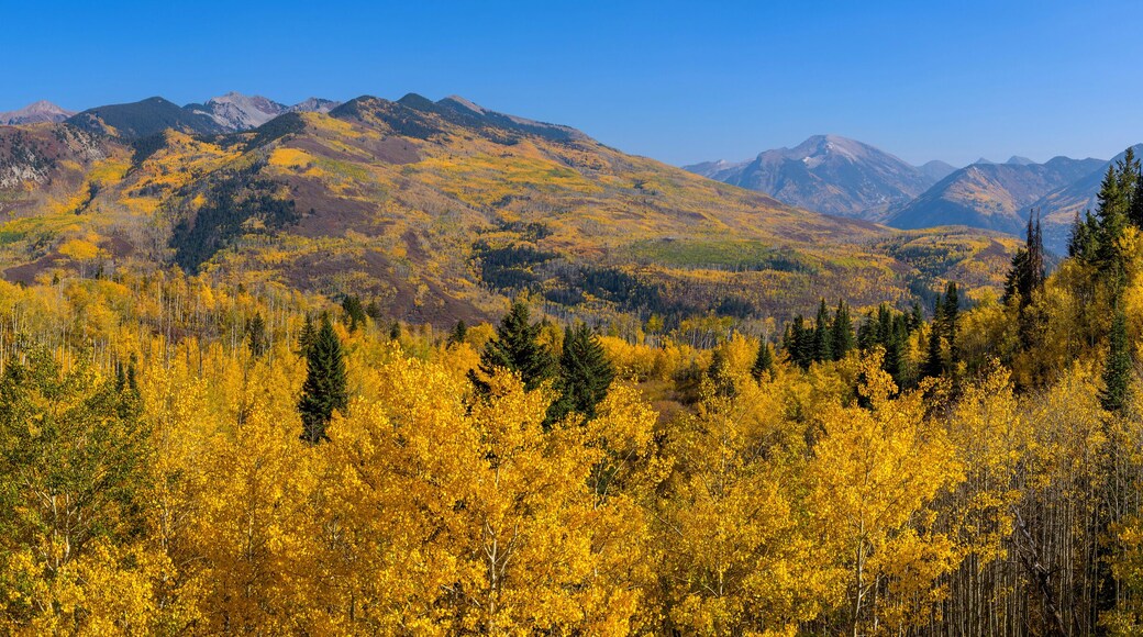Autumn at McClure Pass - A panoramic Autumn view of rolling peaks of Elk Mountains surrounded by dense golden aspen forest, as seen from McClure Pass on State Highway 133, near Marble, Colorado, USA.