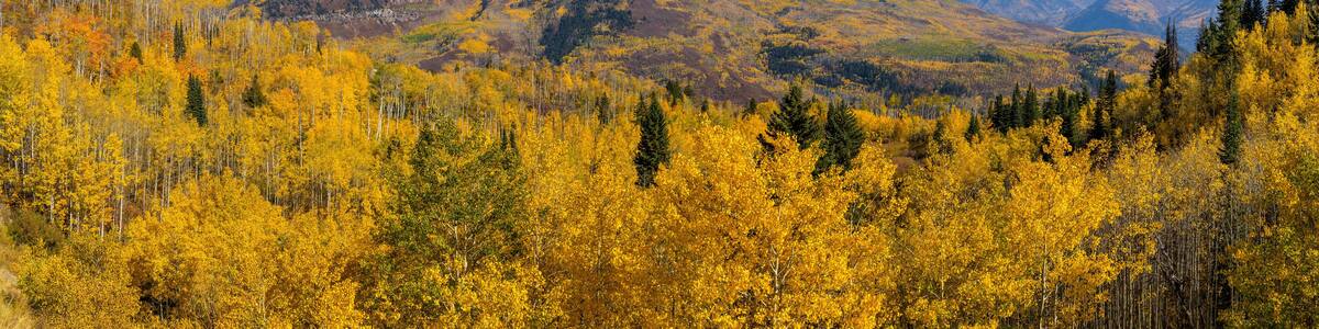 Autumn at McClure Pass - A panoramic Autumn view of rolling peaks of Elk Mountains surrounded by dense golden aspen forest, as seen from McClure Pass on State Highway 133, near Marble, Colorado, USA.