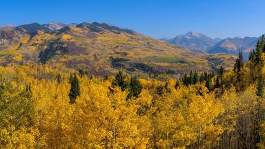 Autumn at McClure Pass - A panoramic Autumn view of rolling peaks of Elk Mountains surrounded by dense golden aspen forest, as seen from McClure Pass on State Highway 133, near Marble, Colorado, USA.