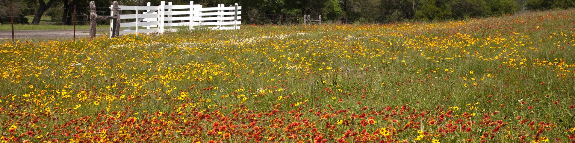 Spring Wildflowers, LBJ Ranch Historical Park, Stonewall, TX