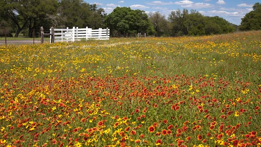 Spring Wildflowers, LBJ Ranch Historical Park, Stonewall, TX