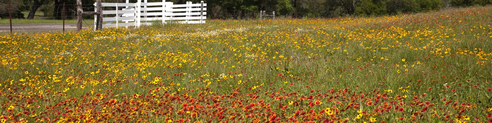 Spring Wildflowers, LBJ Ranch Historical Park, Stonewall, TX