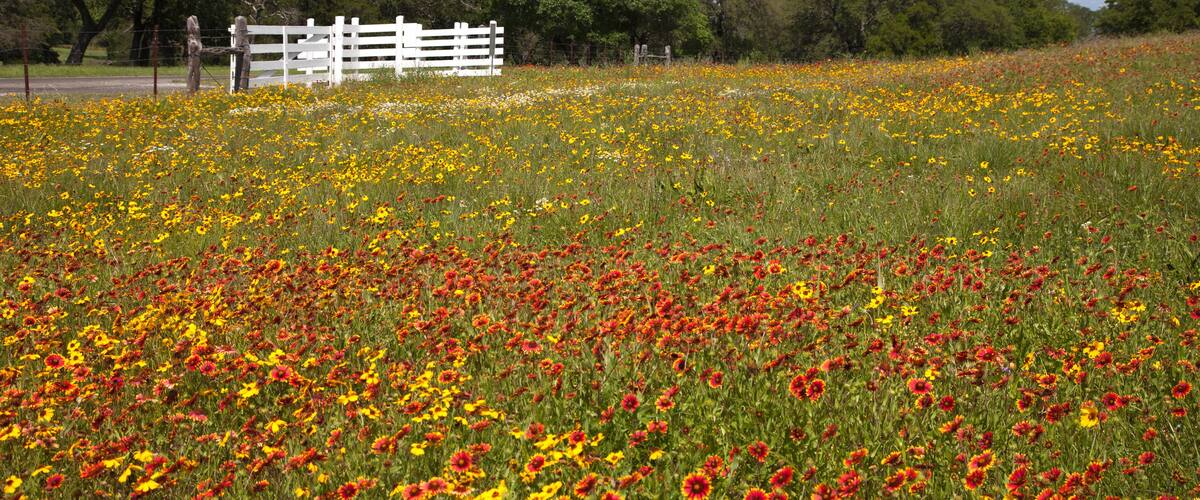 A field of yellow and red flowers with a white fence and trees in the background.