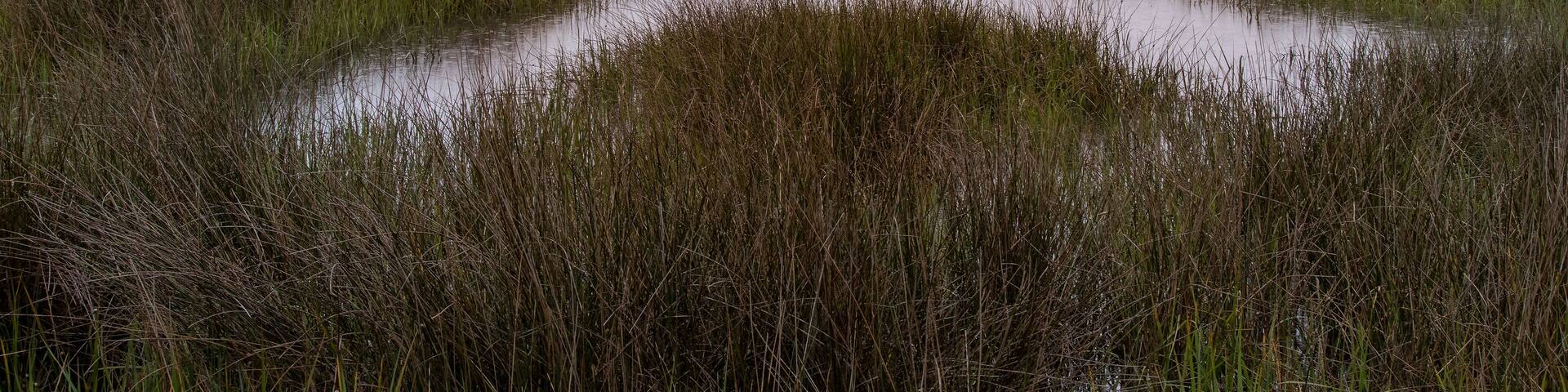 Salt Marsh habitat on the Gulf of Mexico coast, Levy County, FL