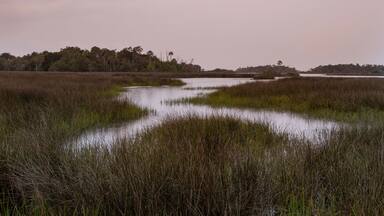 Salt Marsh habitat on the Gulf of Mexico coast, Levy County, FL