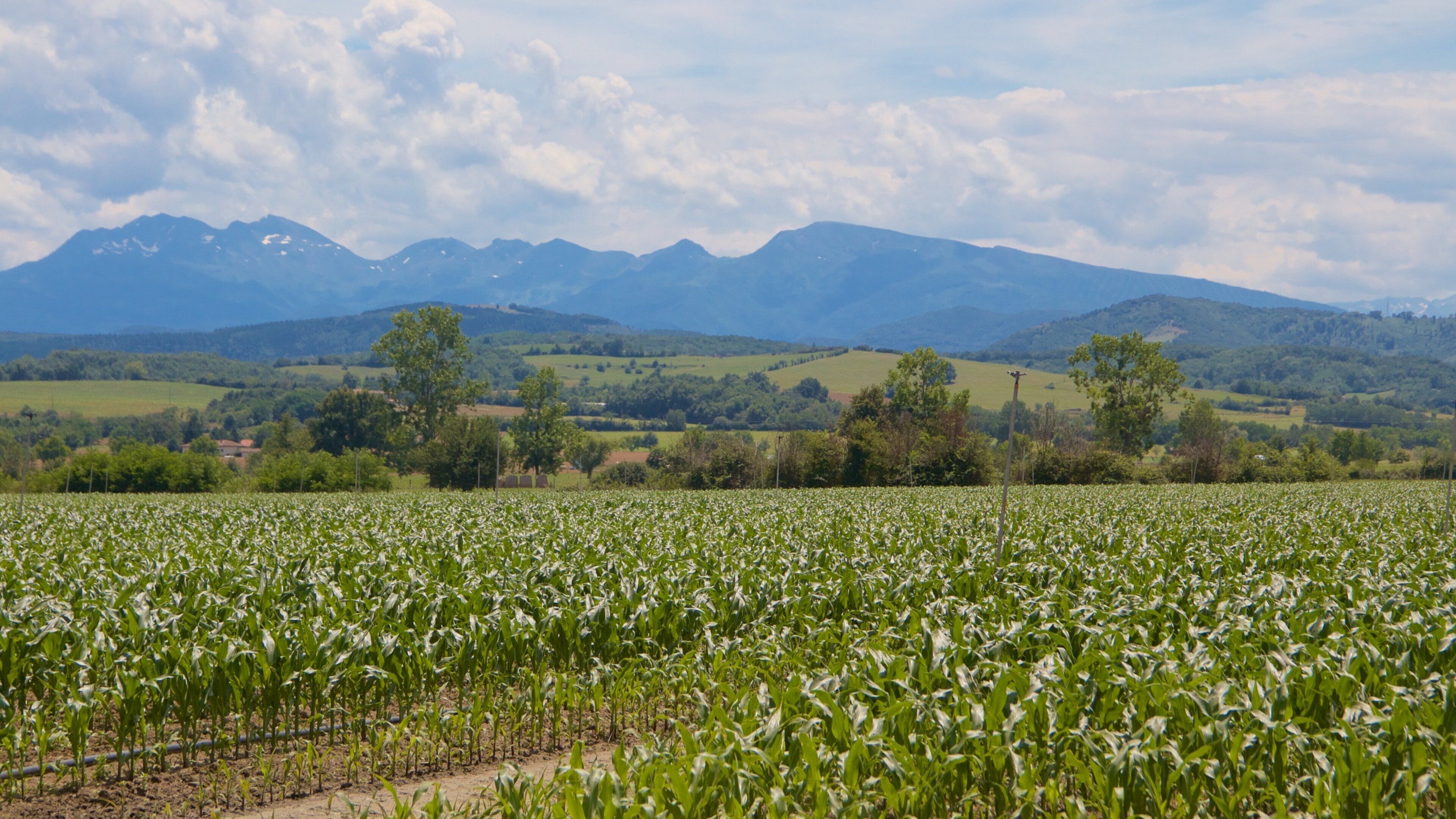 Languedoc-Roussillon showing landscape views, tranquil scenes and farmland