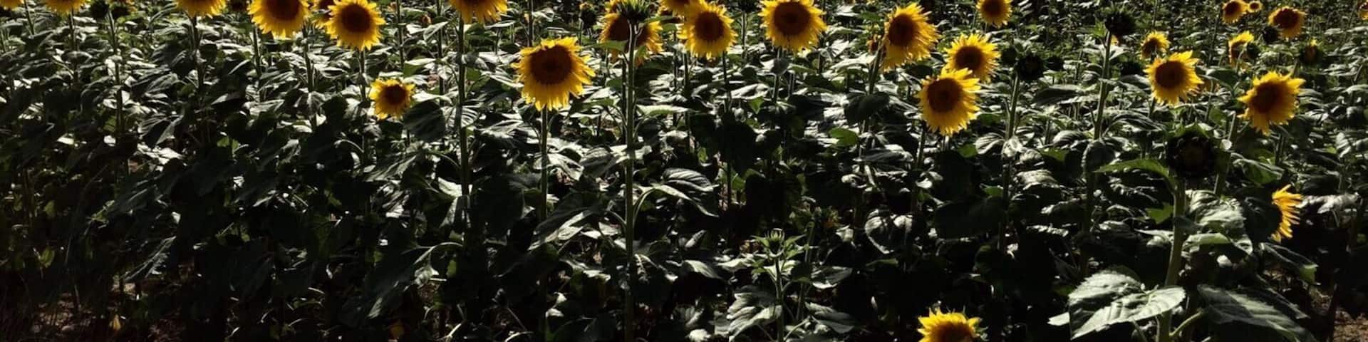Absolutely amazing seeing sunflower fields outspreading for kilometres while you're on the go and taking a road to Bergerac. Had no choice but to stop and take a picture of this beautiful part of France.
And if you ever take a ride from Bordeaux to Bergerac, don't use highways. Even though they're quicker, you'd miss so much beauty...