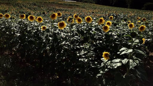 Absolutely amazing seeing sunflower fields outspreading for kilometres while you're on the go and taking a road to Bergerac. Had no choice but to stop and take a picture of this beautiful part of France.
And if you ever take a ride from Bordeaux to Bergerac, don't use highways. Even though they're quicker, you'd miss so much beauty...
