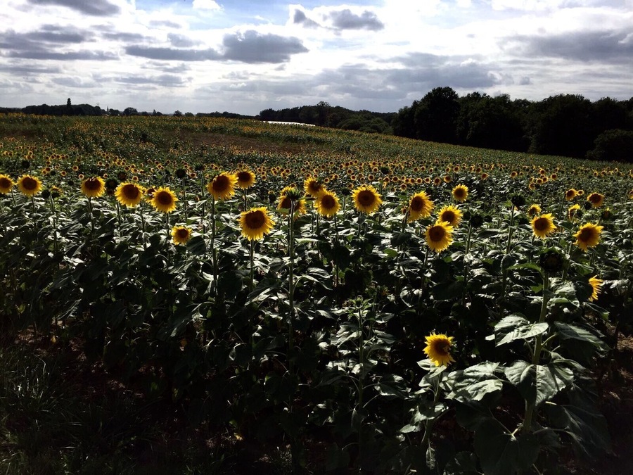 Absolutely amazing seeing sunflower fields outspreading for kilometres while you're on the go and taking a road to Bergerac. Had no choice but to stop and take a picture of this beautiful part of France. 
And if you ever take a ride from Bordeaux to Bergerac, don't use highways. Even though they're quicker, you'd miss so much beauty...