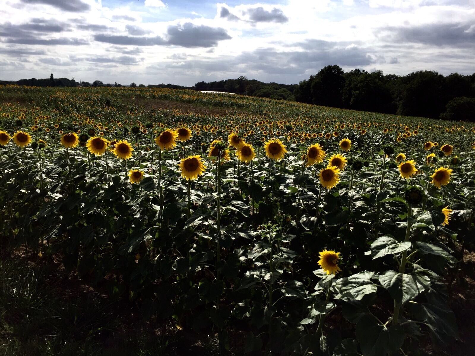 A sunflower field under a cloudy sky.