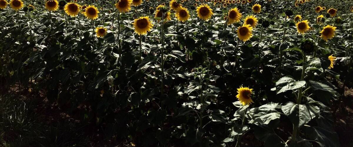 A sunflower field under a cloudy sky.
