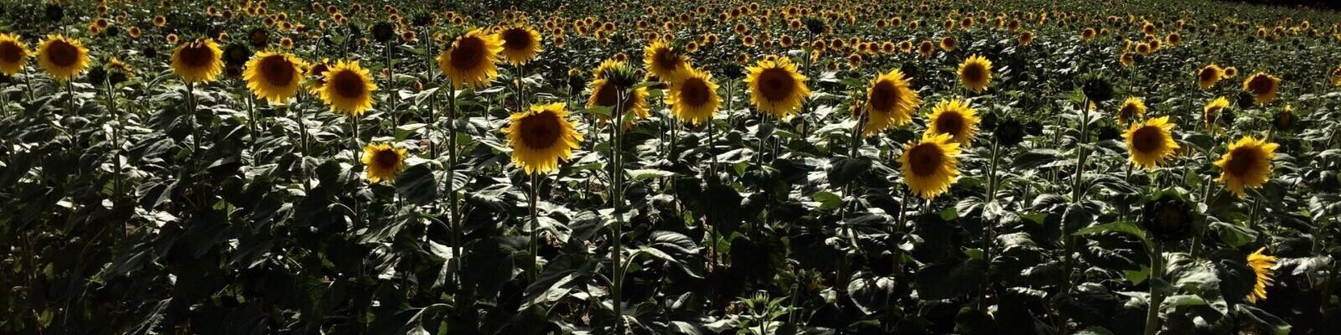 A sunflower field under a cloudy sky.