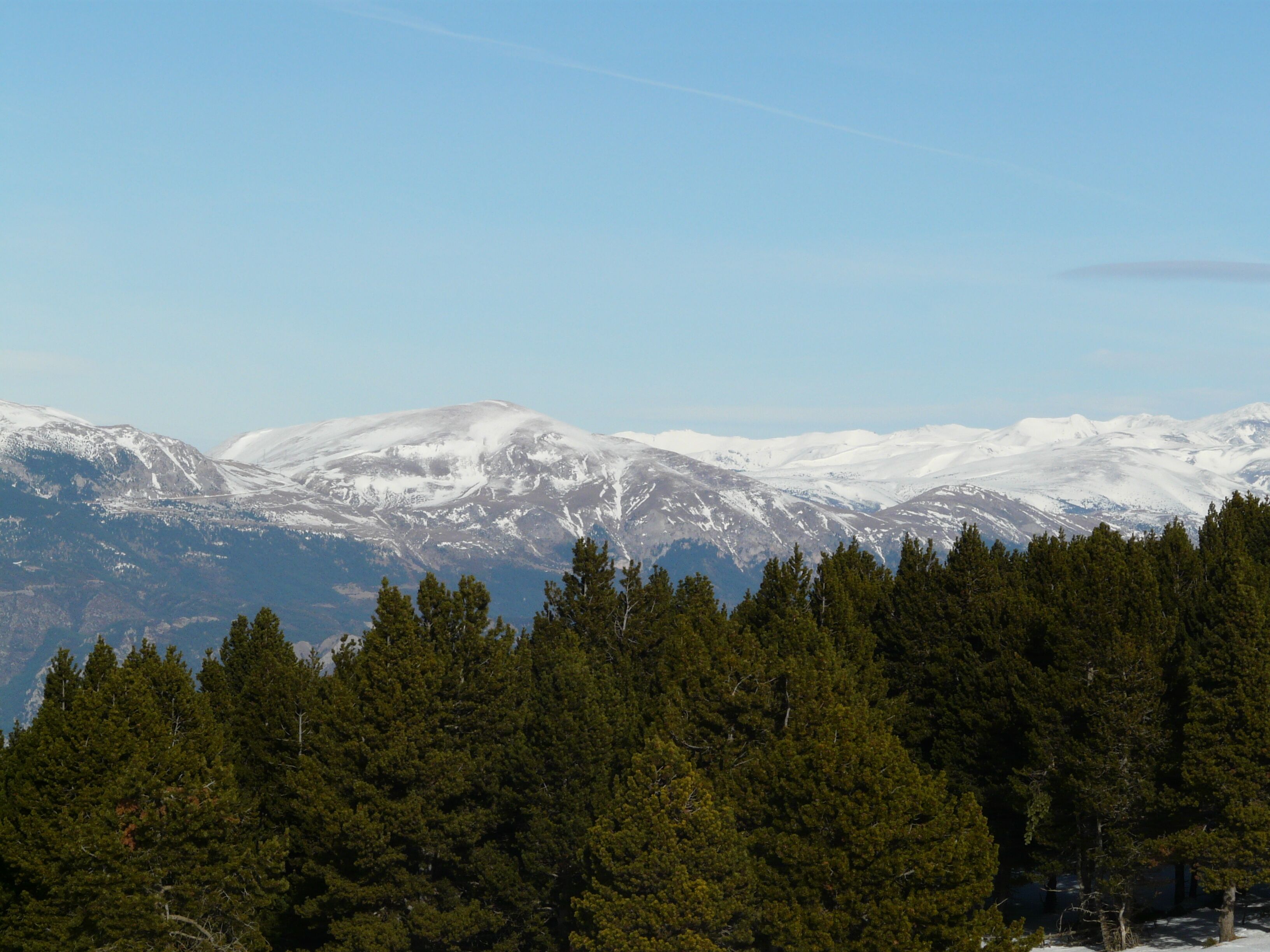 A mountain range with snow-capped peaks and dense coniferous forest in the foreground.