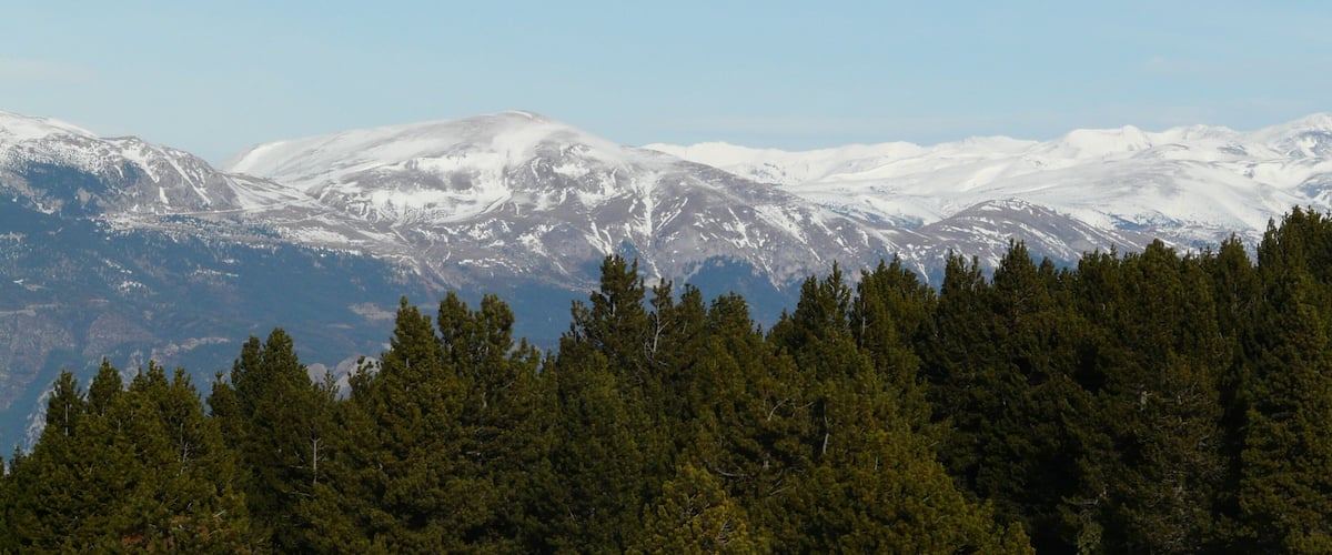A mountain range with snow-capped peaks and dense coniferous forest in the foreground.