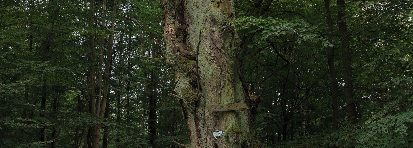 Die Daterlinde (auch Taterlinde) soll als Taternpfahl, also der Punkt bis zu dem sich Zigeuner oder Tatern einer Stadt nähern durften, genutzt worden sein. Die abgestorbene Linde liegt im Stadtwald der heutigen Stadt Bad Sooden-Allendorf (zwischem dem Schwengelberg und der thüringischen Goburg). Unweit dieser Daterlinde wurde eine neue Daterlinde gepflanzt.