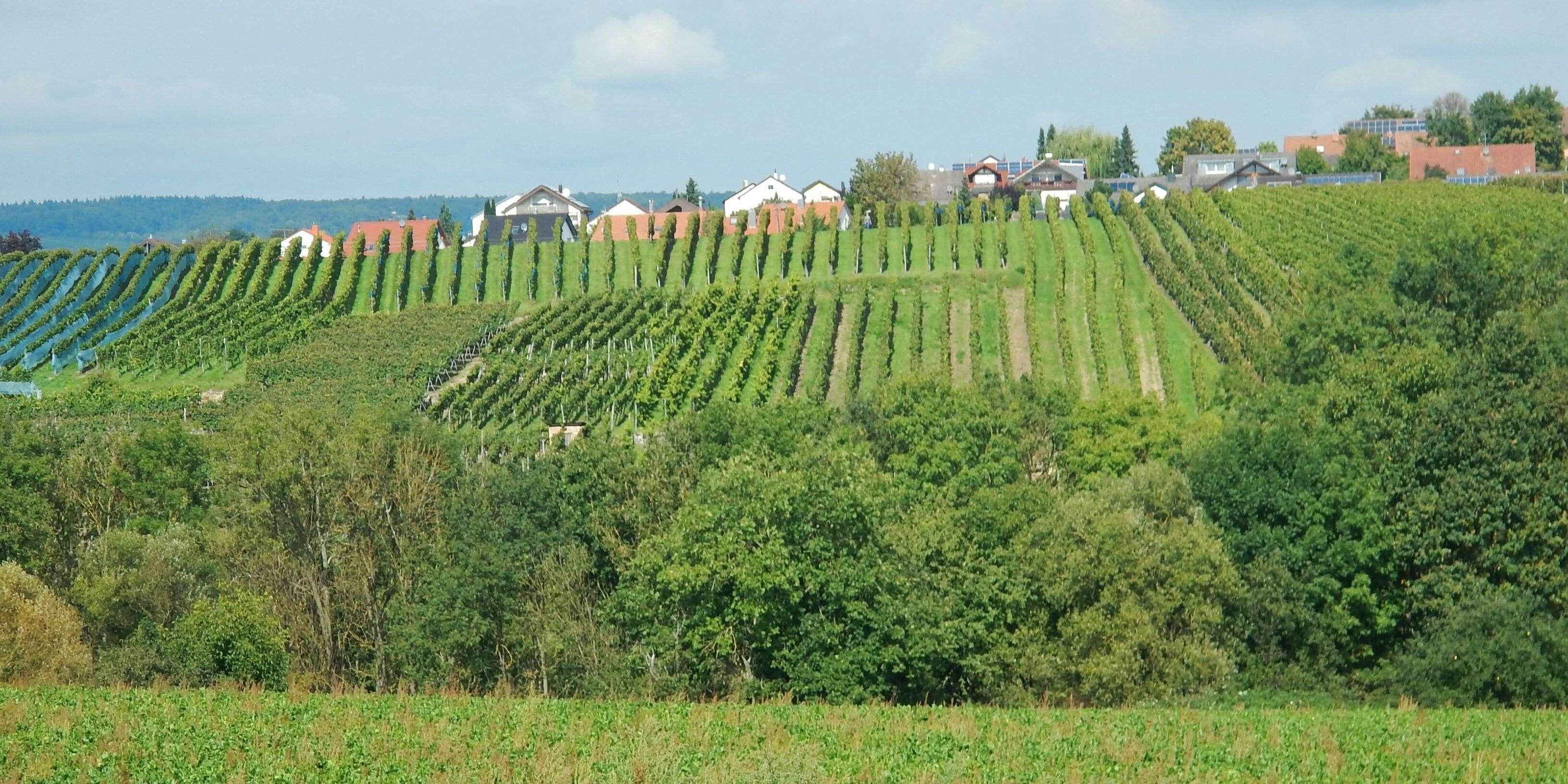 Weinberge, Brackenheim
