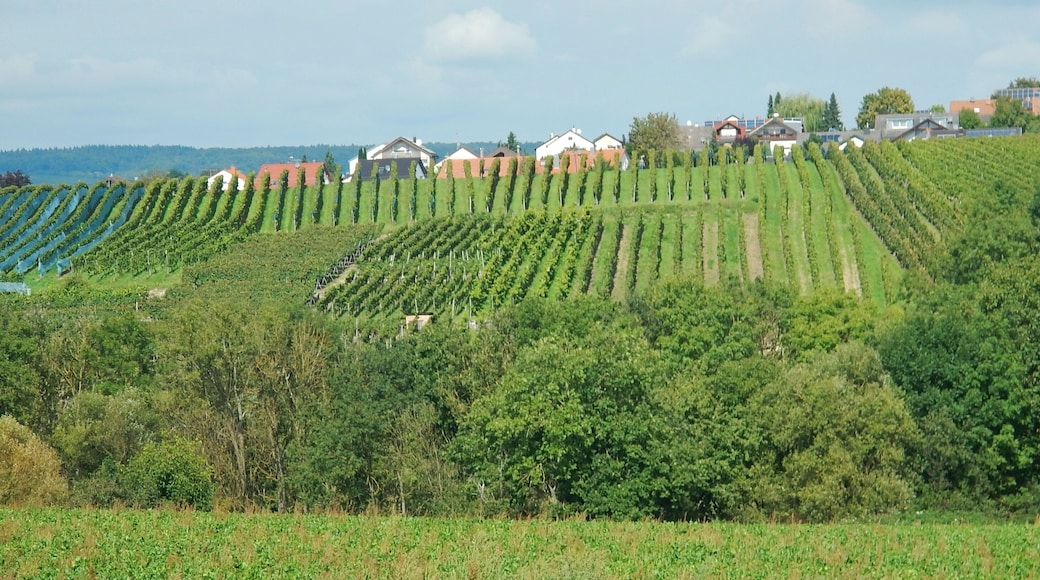 Weinberge, Brackenheim