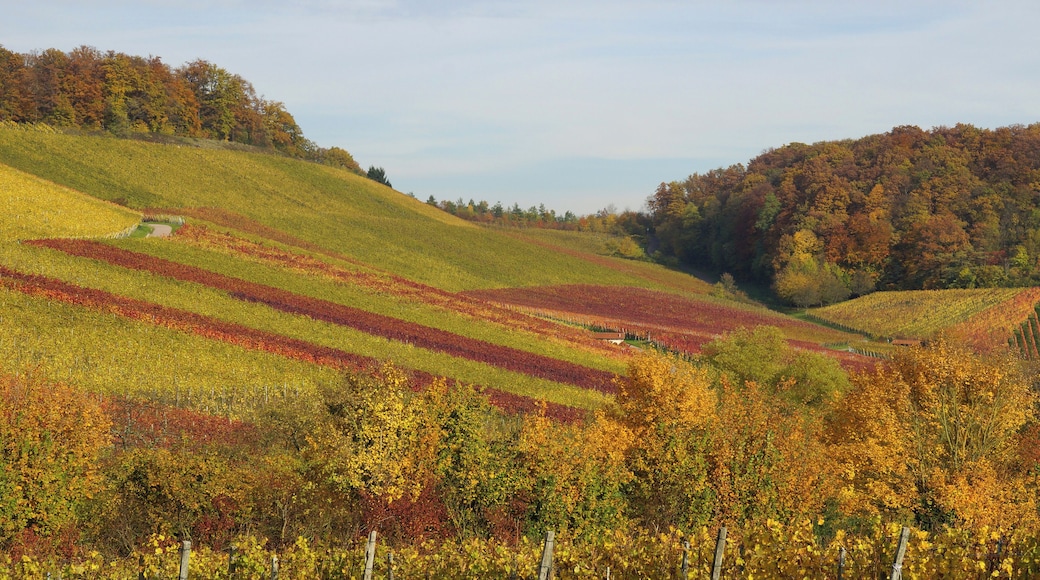 Haberschlacht 11/2014