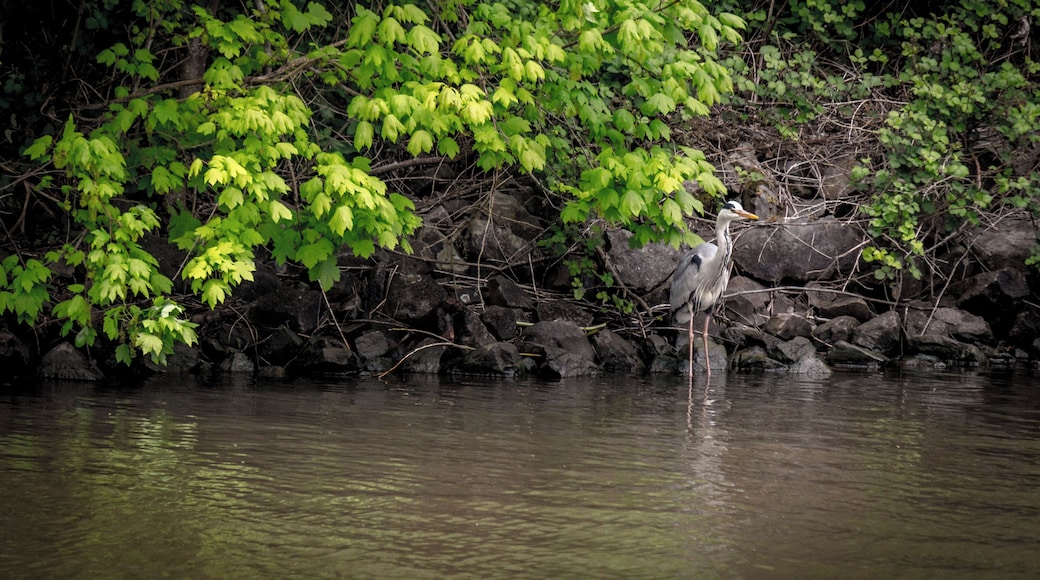 Saarufer an der Saarschleife