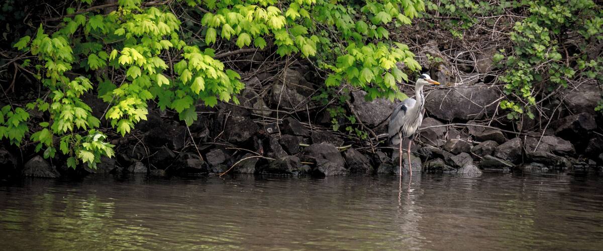 Saarufer an der Saarschleife