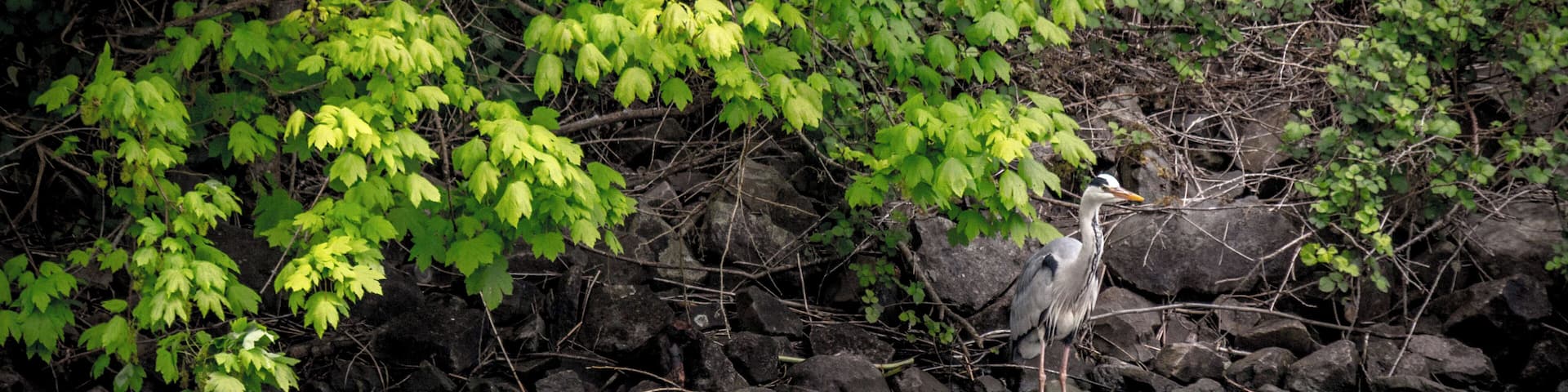 Saarufer an der Saarschleife