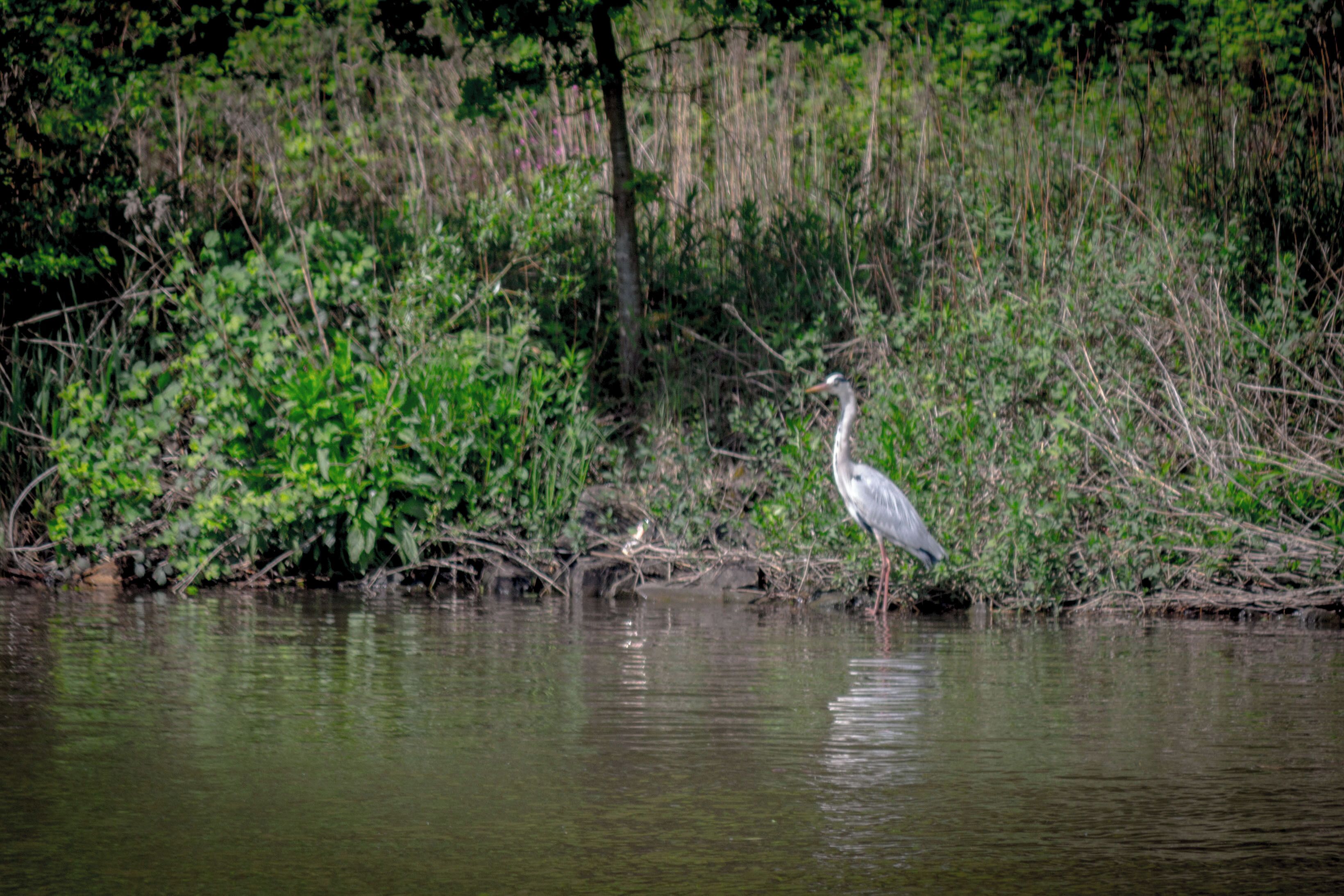 Saarufer an der Saarschleife