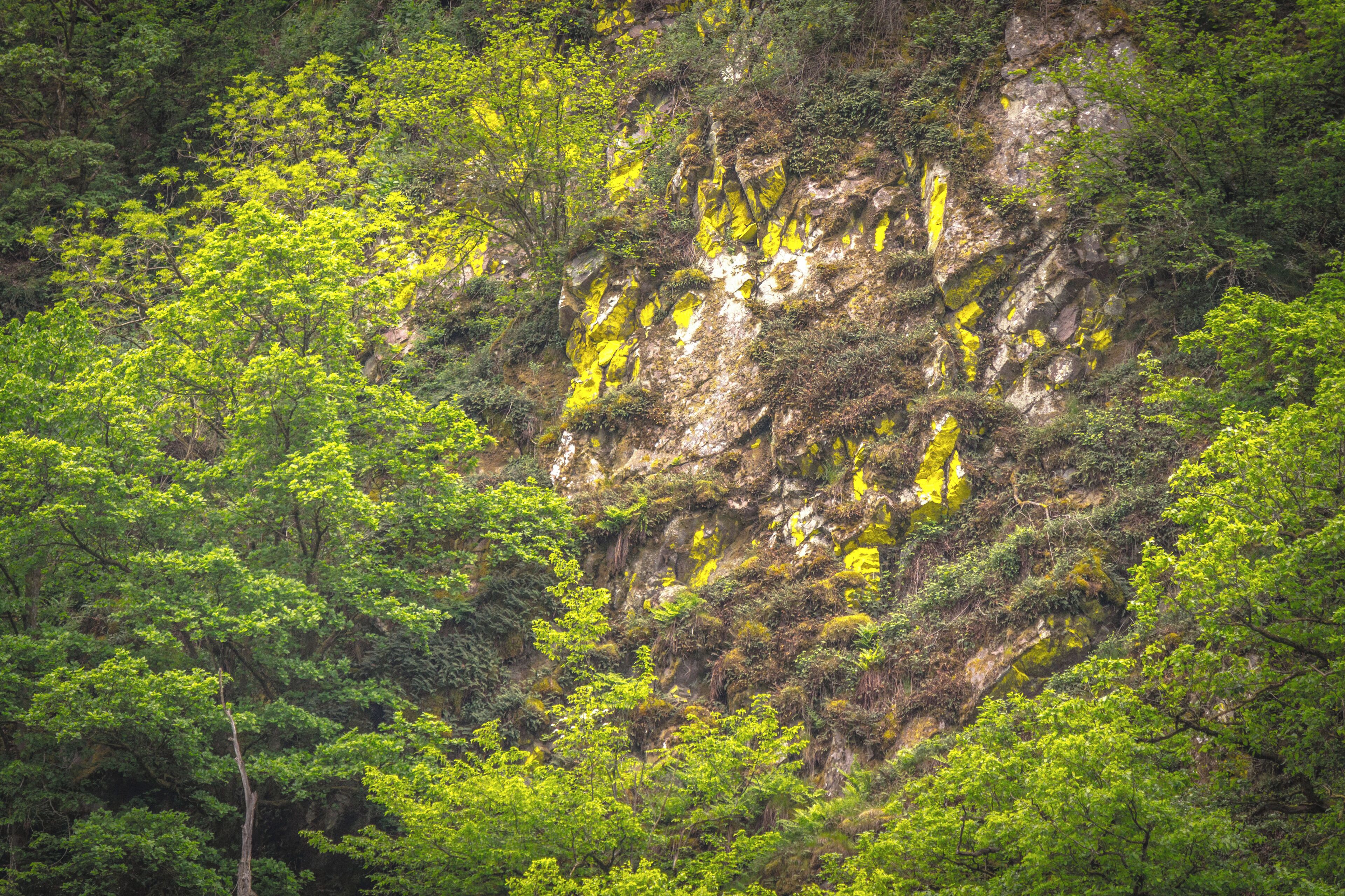 Saarufer an der Saarschleife