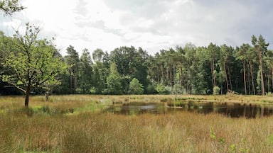 Een bos met een vijver, omgeven door hoge bomen en grasvelden.